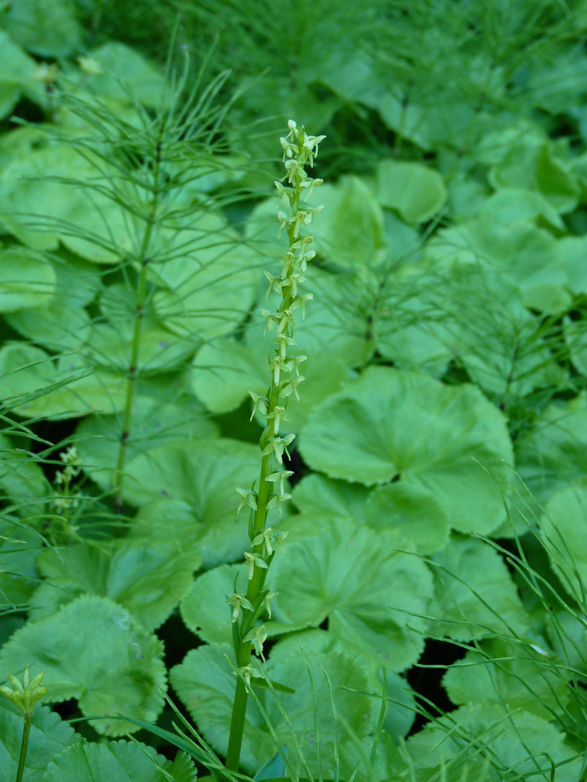 Bracted_Rein-orchid.jpg