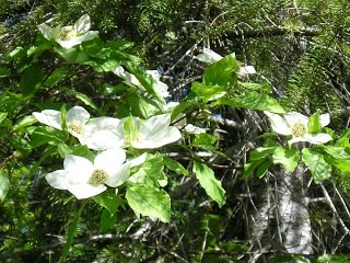 dogwood.jpg