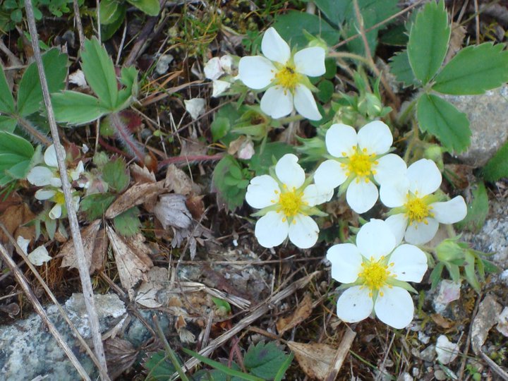 wildstrawberries.jpg