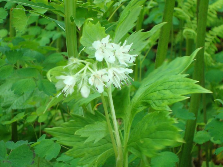 waterleaf.jpg