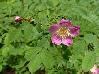 woodland_rose.jpeg