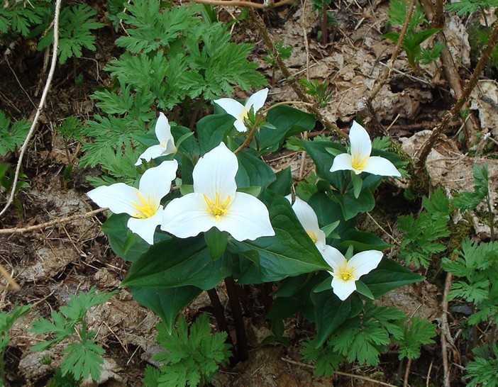 Large_White_Trillium.JPG