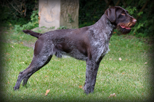 Deutsch-Drahthaar: World's #1 Versatile Hunting Breed