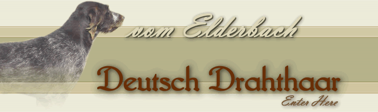 Deutsch Drahthaar Gun Dogs:: Roger M. Green